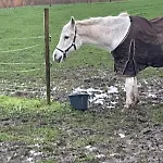 Petit Duplex Cosy Coup De Coeur, Dans Ferme De Charme Du 18 E Siecle Au Milieu Des Champs شقة Bossut-Gottechain